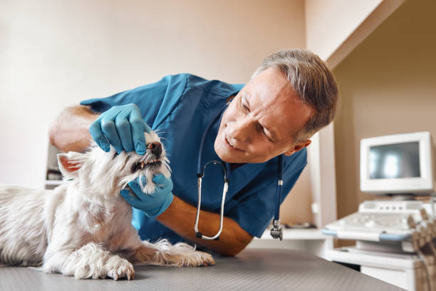 Best Emergency Dental Extractions in Fort Totten, ND